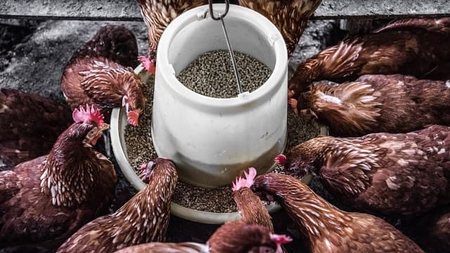 Farm Sustainability